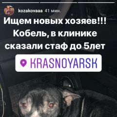 Подробнее об объявлении «Красноярск Найдена собака кобель стафор лет» Фото: найдена собака Стаффордширский бультерьер «Красноярск Найдена собака кобель стафор лет» в г. Красноярск