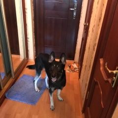 Подробнее об объявлении «Найдена собака кобель Москва» Фото: найдена собака  «Найдена собака кобель Москва» в г. Москва