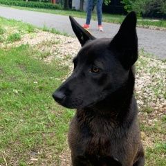 Подробнее об объявлении «Коломна Найдена собака черкизово коломенский район» Фото: найдена собака  «Коломна Найдена собака черкизово коломенский район» в г. Коломна