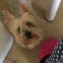 Подробнее об объявлении «Найдена собака Ангарск» Фото: найдена собака Йоркширский терьер «Найдена собака Ангарск» в г. Ангарск