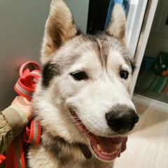 Подробнее об объявлении «Найдена собака кобель хаски район западное дегунино Москва» Фото: найдена собака Сибирская хаски «Найдена собака кобель хаски район западное...» в г. Москва