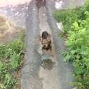 Подробнее об объявлении «Челябинск Найдена собака» Фото: найдена собака  «Челябинск Найдена собака» в г. Челябинск