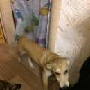 Подробнее об объявлении «Бердск Найдена собака кобель» Фото: найдена собака  «Бердск Найдена собака кобель» в г. Бердск