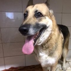 Подробнее об объявлении «Найдена собака Москва» Фото: найдена собака Немецкая овчарка «Найдена собака Москва» в г. Москва