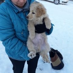 Подробнее об объявлении «Найдена собака породистый щенок Бердск» Фото: найдена собака Лабрадор ретривер «Найдена собака породистый щенок Бердск» в г. Бердск