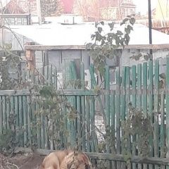 Подробнее об объявлении «Найдена собака Иркутск» Фото: найдена собака  «Найдена собака Иркутск» в г. Иркутск