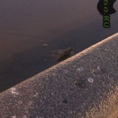 Подробнее об объявлении «Найдена собака в реке Москва» Фото: найдена собака  «Найдена собака в реке Москва» в г. Москва