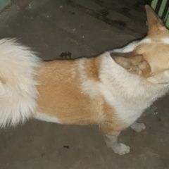 Подробнее об объявлении «Найдена собака Нижний Новгород» Фото: найдена собака  «Найдена собака Нижний Новгород» в г. Нижний Новгород