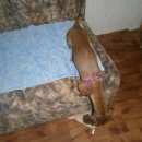 Подробнее об объявлении «Челябинск Найдена собака рыжая такса» Фото: найдена собака Такса «Челябинск Найдена собака рыжая такса» в г. Челябинск