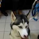 Подробнее об объявлении «Найдена собака кобель хаски кобель Реутов» Фото: найдена собака  «Найдена собака кобель хаски кобель Реутов» в г. Реутов