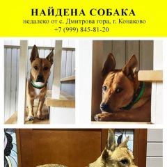 Подробнее об объявлении «Конаково Найдена собака кобель с. дмитрова гора» Фото: найдена собака  «Конаково Найдена собака кобель с. дмитрова гора» в г. Конаково