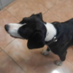 Подробнее об объявлении «Найдена собака около метро щедковская Москва» Фото: найдена собака  «Найдена собака около метро щедковская Москва» в г. Москва