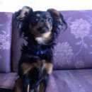 Подробнее об объявлении «Найдена собака кобель Химки» Фото: найдена собака  «Найдена собака кобель Химки» в г. Химки