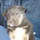 Подробнее об объявлении «Найдена собака Устюжна» Фото: найдена собака  «Найдена собака Устюжна» в г. Устюжна