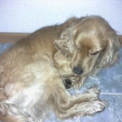 Подробнее об объявлении «Владикавказ Найдена собака» Фото: найдена собака Американский кокер-спаниель «Владикавказ Найдена собака» в г. Владикавказ