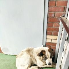 Подробнее об объявлении «Найдена собака крупная обака район южнопортовый Москва» Фото: найдена собака  «Найдена собака крупная обака район южнопортовый...» в г. Москва