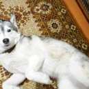 Подробнее об объявлении «Красноярск Найдена собака» Фото: найдена собака  «Красноярск Найдена собака» в г. Красноярск