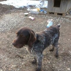 Подробнее об объявлении «Найдена собака кобель дратхаар Мамадыш» Фото: найдена собака Дратхаар «Найдена собака кобель дратхаар Мамадыш» в г. Мамадыш