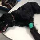 Подробнее об объявлении «Воронеж Найдена собака кобель» Фото: найдена собака  «Воронеж Найдена собака кобель» в г. Воронеж