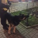 Подробнее об объявлении «Найдена собака кобель срочно выборгский р-н овчарка Санкт-Петербург» Фото: найдена собака  «Найдена собака кобель срочно выборгский р-н...» в г. Санкт-Петербург