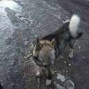 Подробнее об объявлении «Найдена собака кобель западно-сибирская лайка Судогда» Фото: найдена собака Западно-сибирская лайка «Найдена собака кобель западно-сибирская лайка...» в г. Судогда