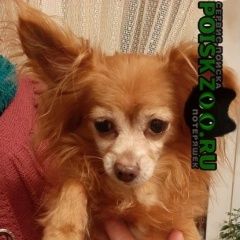 Подробнее об объявлении «Найдена собака кобель Москва» Фото: найдена собака Чихуахуа «Найдена собака кобель Москва» в г. Москва