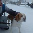 Подробнее об объявлении «Найдена собака кобель Жигулевск» Фото: найдена собака  «Найдена собака кобель Жигулевск» в г. Жигулевск