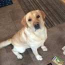 Подробнее об объявлении «Липецк Найдена собака кобель г, с. воскресеновка» Фото: найдена собака  «Липецк Найдена собака кобель г, с. воскресеновка» в г. Липецк