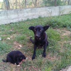Подробнее об объявлении «Найдена собака со щенком Голицыно (Московская обл.)» Фото: найдена собака  «Найдена собака со щенком Голицыно (Московская...» в г. Голицыно (Московская обл.)