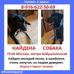 Подробнее об объявлении «Найдена собака кобель Москва» Фото: найдена собака  «Найдена собака кобель Москва» в г. Москва