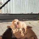 Подробнее об объявлении «Найдена собака кобель 16.09 спаниель кобель рыже-пегий в крапе Тюмень» Фото: найдена собака Английский кокер-спаниель «Найдена собака кобель 16.09 спаниель кобель...» в г. Тюмень