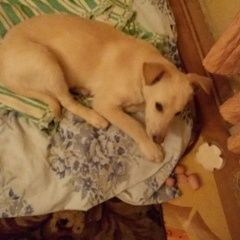 Подробнее об объявлении «Коломна Найдена собака» Фото: найдена собака  «Коломна Найдена собака» в г. Коломна