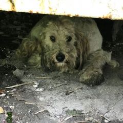 Подробнее об объявлении «Среднеуральск Найдена собака кобель» Фото: найдена собака  «Среднеуральск Найдена собака кобель» в г. Среднеуральск