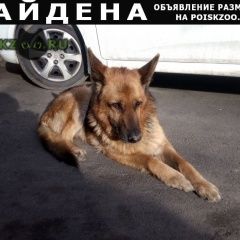 Подробнее об объявлении «Краснодар Найдена собака кобель ищу хозяина» Фото: найдена собака Немецкая овчарка «Краснодар Найдена собака кобель ищу хозяина» в г. Краснодар