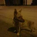 Подробнее об объявлении «Найдена собака Ставрополь» Фото: найдена собака  «Найдена собака Ставрополь» в г. Ставрополь