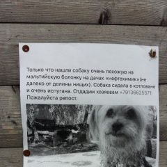 Подробнее об объявлении «Омск Найдена собака» Фото: найдена собака  «Омск Найдена собака» в г. Омск