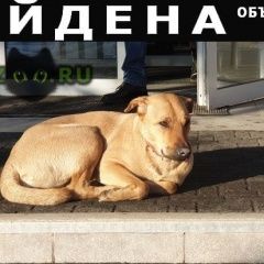 Подробнее об объявлении «Найдена собака Красноярск» Фото: найдена собака  «Найдена собака Красноярск» в г. Красноярск