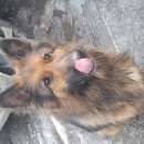 Подробнее об объявлении «Найдена собака Нижний Новгород» Фото: найдена собака Немецкая овчарка «Найдена собака Нижний Новгород» в г. Нижний Новгород