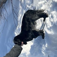 Подробнее об объявлении «Когалым (Тюменская обл.) Найдена собака» Фото: найдена собака Английский кокер-спаниель «Когалым (Тюменская обл.) Найдена собака» в г. Когалым (Тюменская обл.)