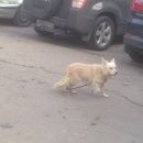 Подробнее об объявлении «Найдена собака потерялась собака Москва» Фото: найдена собака  «Найдена собака потерялась собака Москва» в г. Москва