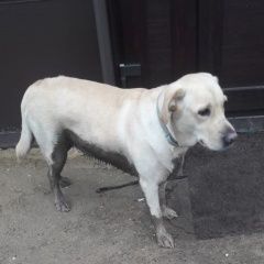 Подробнее об объявлении «Найдена собака лабрадор Голицыно (Московская обл.)» Фото: найдена собака Лабрадор ретривер «Найдена собака лабрадор Голицыно (Московская обл.)» в г. Голицыно (Московская обл.)