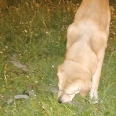 Подробнее об объявлении «Найдена собака лабрадор, крупный кабель Королев» Фото: найдена собака Лабрадор ретривер «Найдена собака лабрадор, крупный кабель Королев» в г. Королев