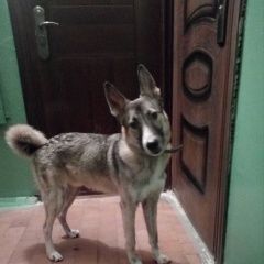 Подробнее об объявлении «Братск Найдена собака кобель» Фото: найдена собака  «Братск Найдена собака кобель» в г. Братск