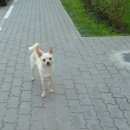 Подробнее об объявлении «Липецк Найдена собака» Фото: найдена собака  «Липецк Найдена собака» в г. Липецк