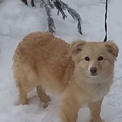 Подробнее об объявлении «Витебск Найдена собака» Фото: найдена собака  «Витебск Найдена собака» в г. Витебск