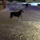 Подробнее об объявлении «Найдена собака Нижний Новгород» Фото: найдена собака  «Найдена собака Нижний Новгород» в г. Нижний Новгород