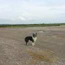 Подробнее об объявлении «Красноярск Найдена собака» Фото: найдена собака  «Красноярск Найдена собака» в г. Красноярск