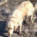 Подробнее об объявлении «Красноярск Найдена собака кобель лабрадор» Фото: найдена собака Лабрадор ретривер «Красноярск Найдена собака кобель лабрадор» в г. Красноярск