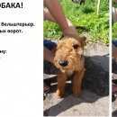 Подробнее об объявлении «Горелки Найдена собака надеемся, что хозяин откликнется.» Фото: найдена собака Вельш-терьер «Горелки Найдена собака надеемся, что хозяин...» в г. Горелки