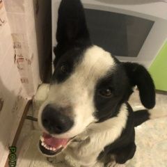 Подробнее об объявлении «Найдена собака кобель Хабаровск» Фото: найдена собака  «Найдена собака кобель Хабаровск» в г. Хабаровск